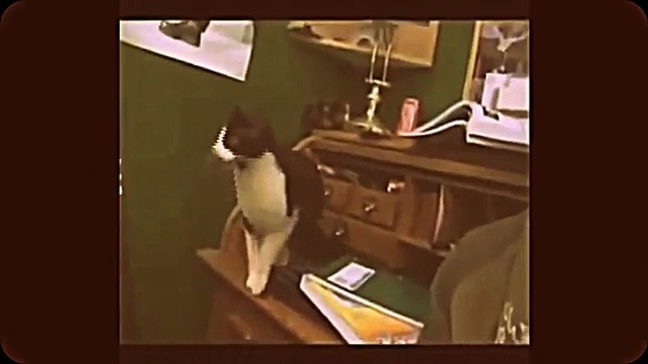 funny video 18 _