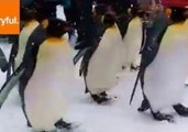 Zoo Visitors Enjoy March of the Penguins