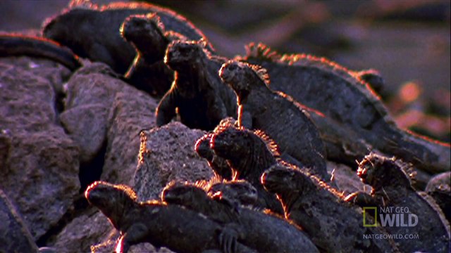 World's Deadliest - Hawk Attacks Iguana