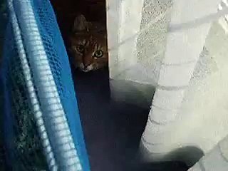 Blower to the funny cat (pet kitty kitten animal video movie )