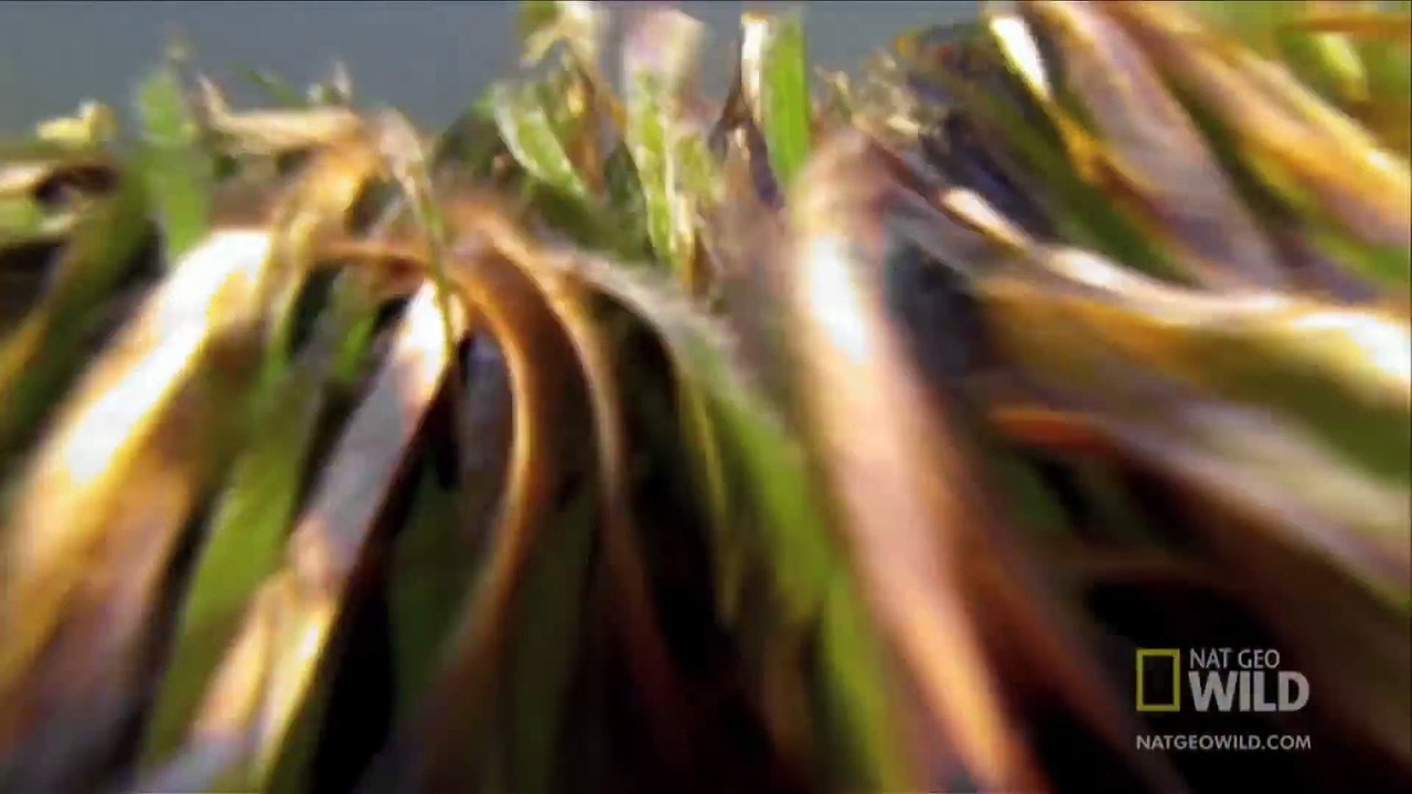 World's Deadliest - Hermit Crab vs. Conch