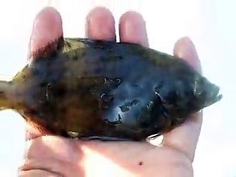 captured the flatfish (video fish water marine deep sea pet beach)