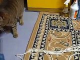 part2 the rocket dash cat (pet kitty kitten animal video movie )