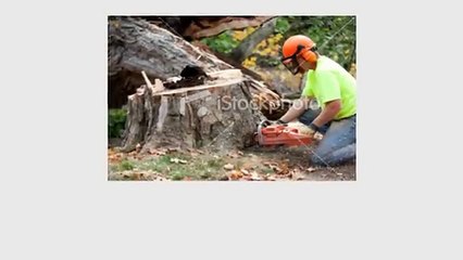 Arborist Palo Alto - Bay Area Tree Specialists (650) 353-5671