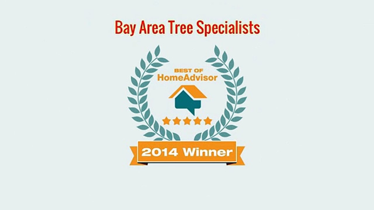 Tree Trimming Palo Alto CA - Bay Area Tree Specialists (650) 353-5671