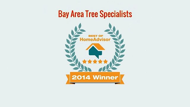 Tree Trimming Palo Alto CA - Bay Area Tree Specialists (650) 353-5671