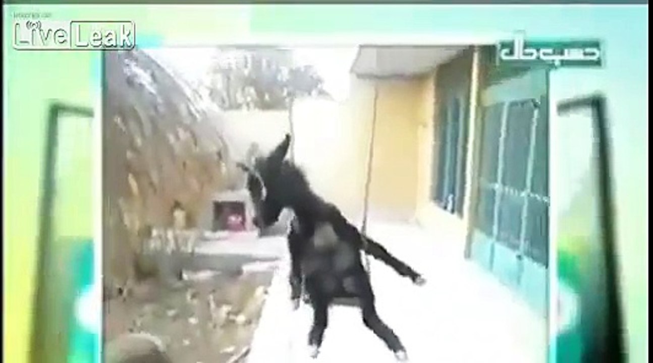 animal on dance