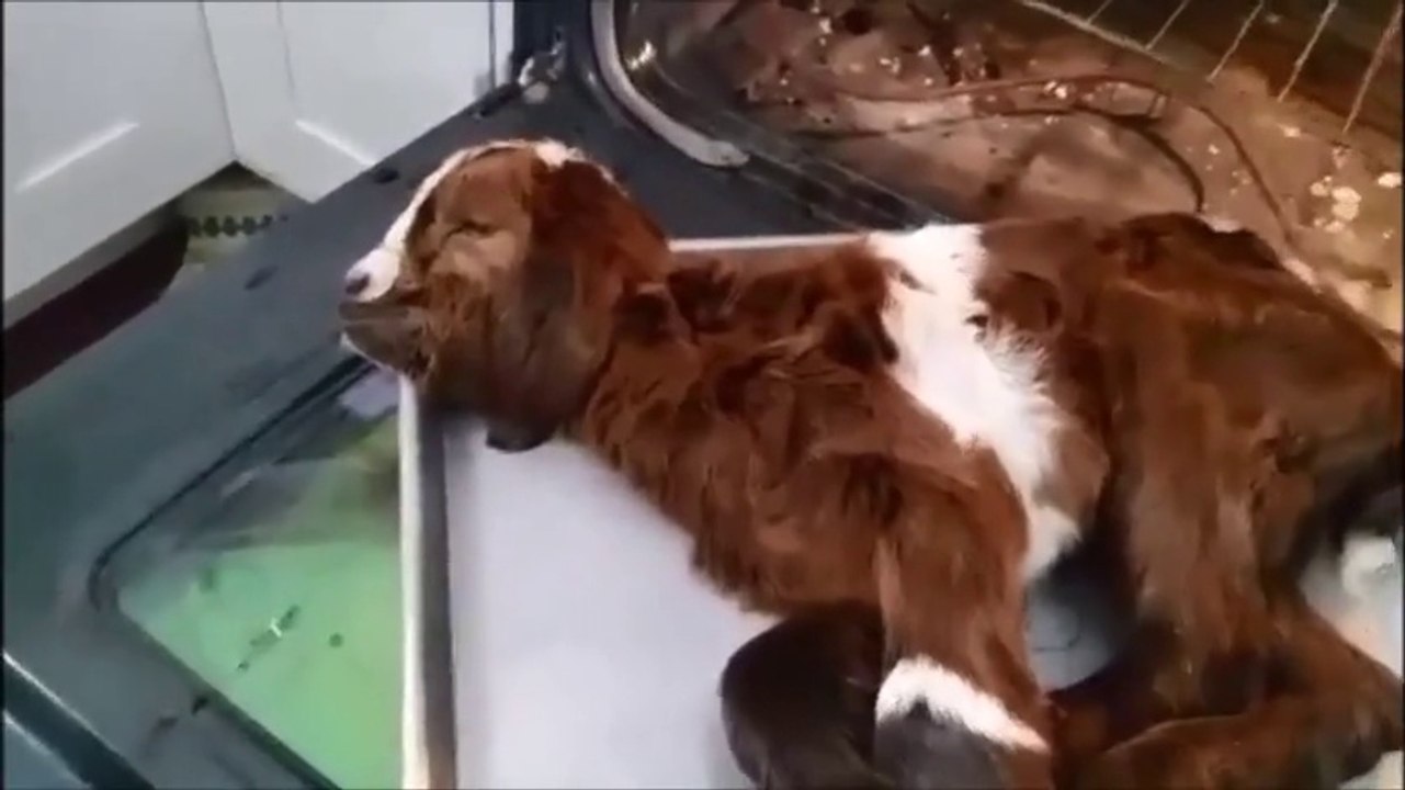 Farmer bakes frozen baby goat to save its life
