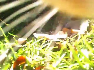 Passer la journée dans la peau d'un chat!