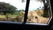 Lion opens car door during a safari in south africa : scary!