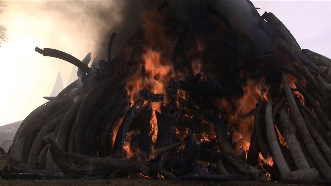 Quinze tonnes d'ivoire partent en fumée au Kenya