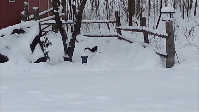 Drunk Squirrel ate too many fermented crabapples : hilarious!