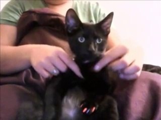 Massage Makes Kitten Fall Asleep