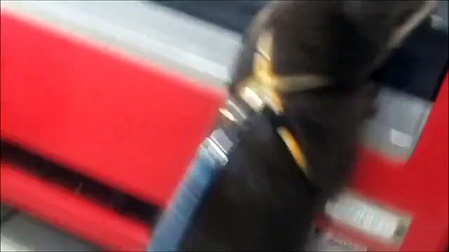 Otter Gets Juice from Vending Machine