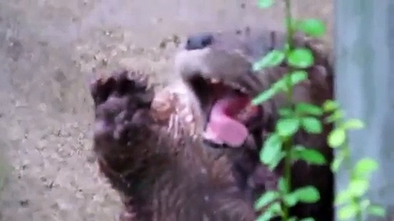 Otter Poses For the Camera