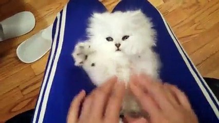 Stop everything you’re doing and watch this cute kitten