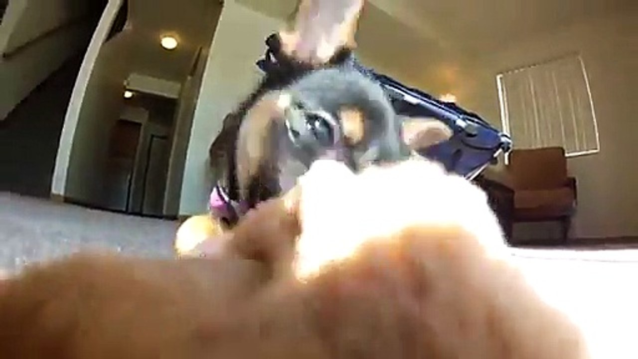 Puppy Playing Has Never Been Cuter!