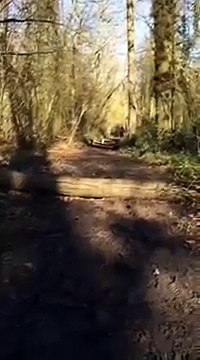 Un chien essaie de sauter par dessus un tronc en foret et se loupe..