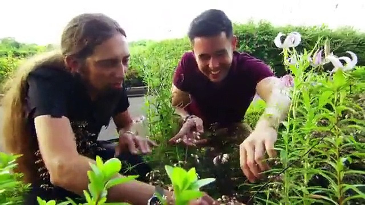 GBGR Lilies & Woodland Gardens