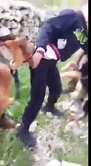 Les Soldats Israéliens utilisent des chiens contre les enfants!