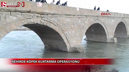 Nehirde köpek kurtarma operasyonu