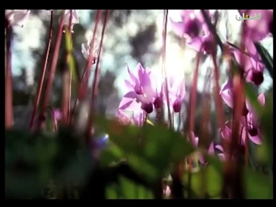 هذا الصباح الاربعاء -4-3 2015ج1
