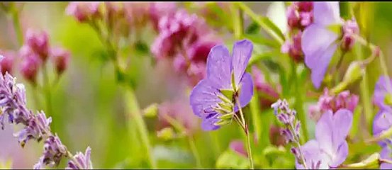 Loin de la foule déchaînée