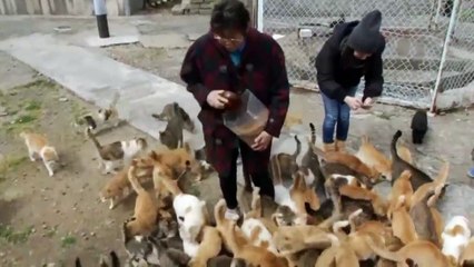 l'île des chats (JAPON)