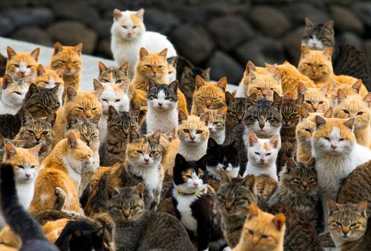Japon : L’île aux chats sauvages