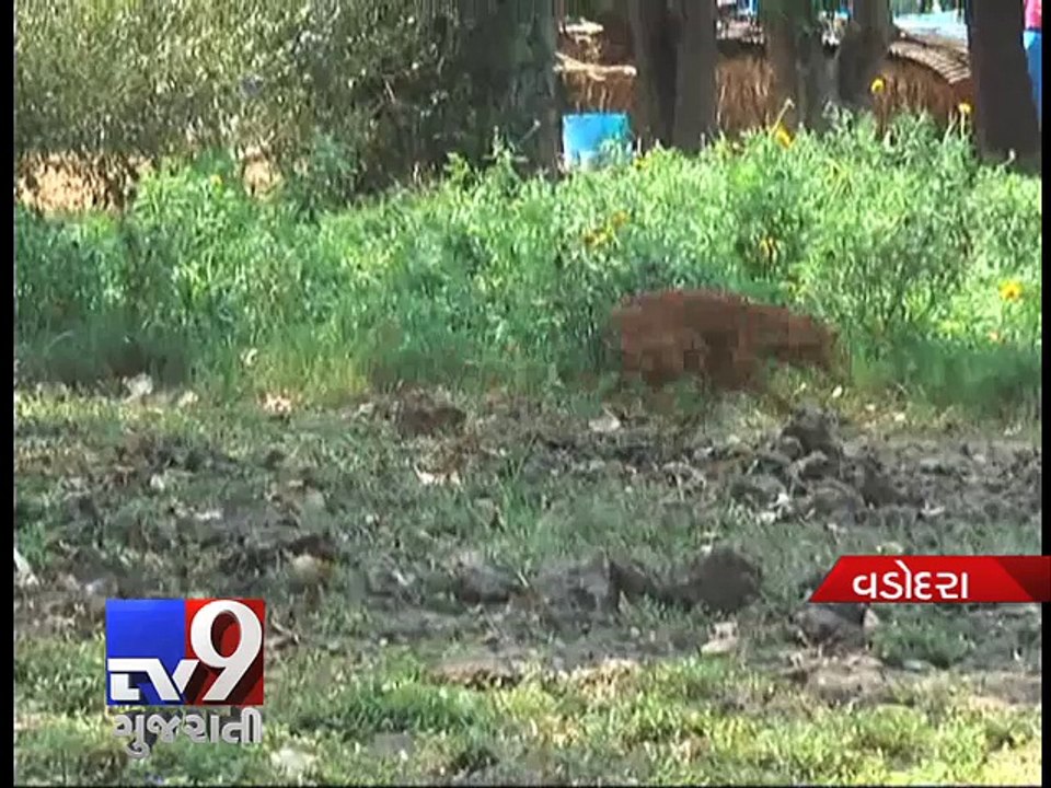 Stray dogs kill 3-year-old boy, Vadodara - Tv9 Gujarati