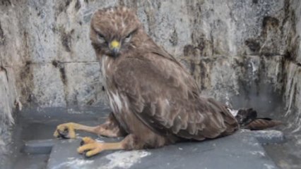 Yaralı Doğan, Koruma Altına Alındı