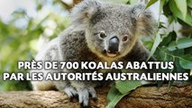 Près de 700 koalas abattus par les autorités australiennes
