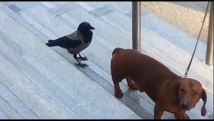 Bird Attacks Dog | Very Funny