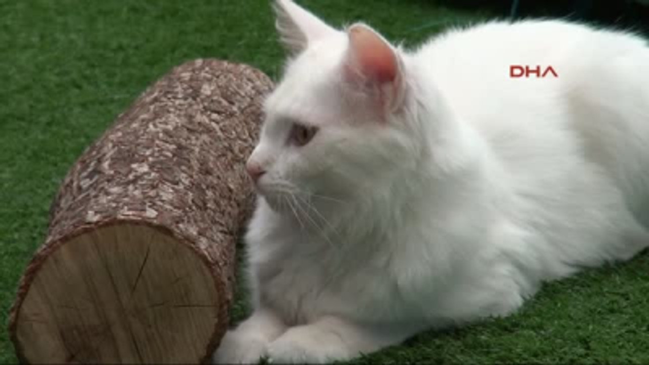 Van 2015'in İlk Van Kedisi Yavruları