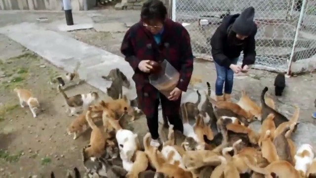 L'île aux chats au Japon (Aoshima)