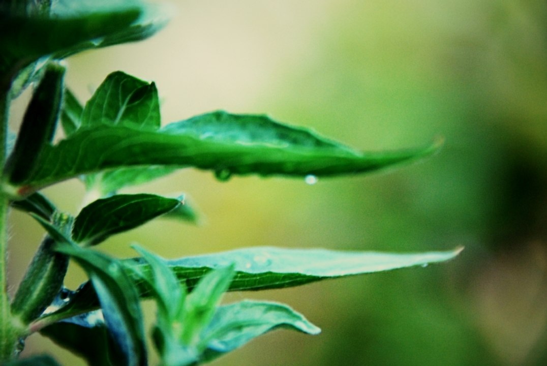 Serenity Ambient Zen Garden, Nature Sound Relax Meditation Mix by DJ Gami.K