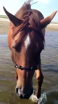 clickertraining with my horse on the beach