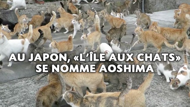 Au Japon, «l’île aux chats» se nomme Aoshima