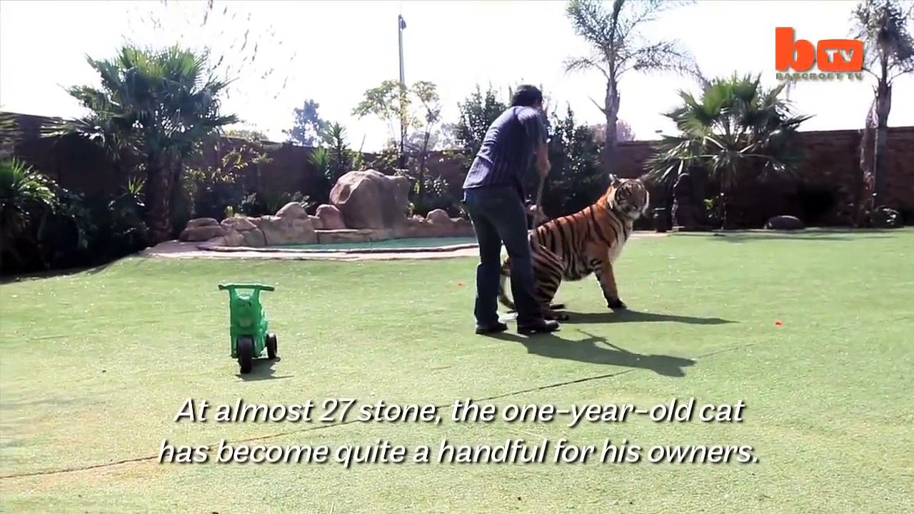 My Pet  A Tiger