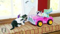 Disney Pixar s Toy Story (Cute Kitten Version)