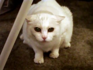 Don t Pet This Kitty!! Pt. 1