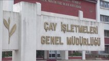 Çaykur, Beyaz Çayı 