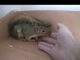 Introducing, My Pet Squirrel  Chip