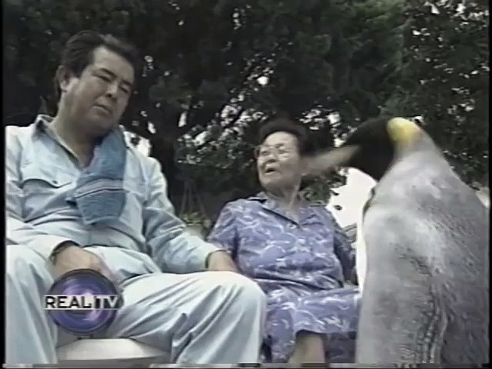 Pet Penguin in Japan