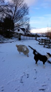 Pet the lamb that thinks it s a dog!