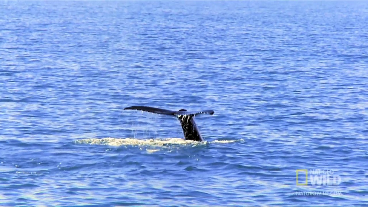 World's Deadliest - Giant Jaws of Death
