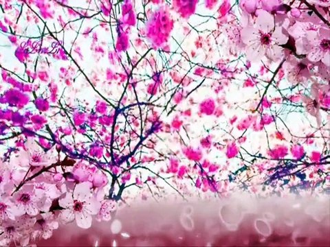 ERSEN .& DADAŞLAR IHLAMURLAR ÇİÇEK AÇTIĞINDA