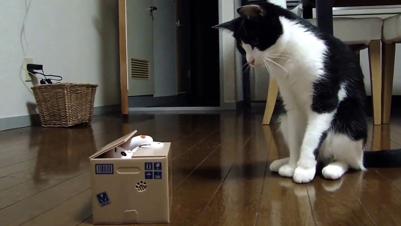 Toys for cats