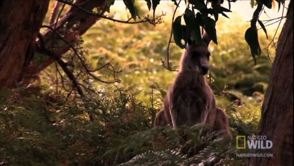 World's Deadliest - Kangaroo Kickboxing