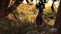 World's Deadliest - Kangaroo Kickboxing
